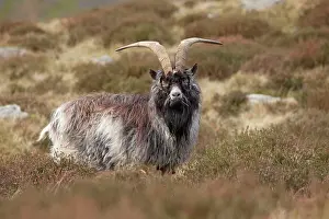 Rams: Feral Goat roaming wild in the mountains of Snowdonia April