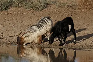 310517: Feral Goats A4201