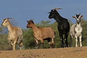 310517: Feral Goats A4237