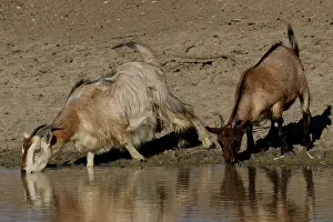 310517: Feral Goats A4242