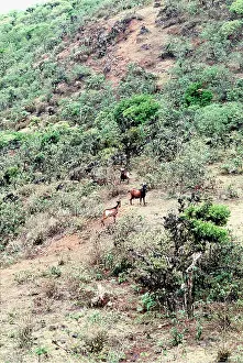 Introduced: FERAL GOATS - aerial of herd