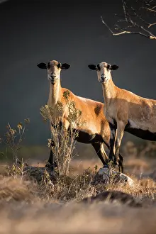 Montserrat: Feral goats (Capra hircus) - Montserrat island