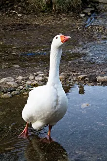 Farmyards: Feral Goose - in a farmyard puddle