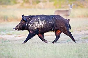 Willacy: Feral Hog (Sus scrofa) male (boar) running