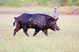 Willacy: Feral Hog (Sus scrofa) male (boar) running