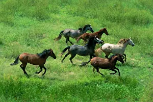 Brumbies: Feral Horses / Brumbies