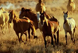 Brumbies: Feral horses - brumbies
