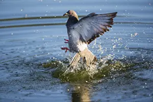 121118: Feral Pidgeon - emerging out of water after bathing
