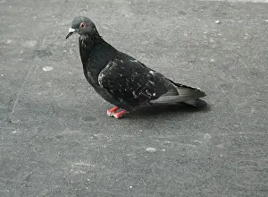 Casulty: Feral Pigeon