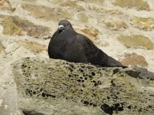 Livia: Feral pigeon