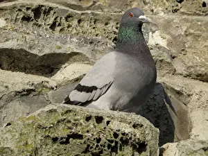 Livia: Feral pigeon