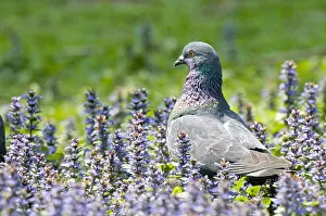 Livia: Feral Pigeon in flower Ain France