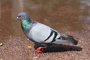 Livia: Feral Pigeon walking