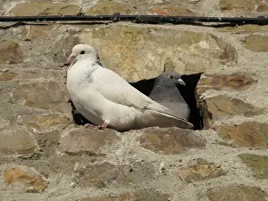 Livia: Feral pigeons
