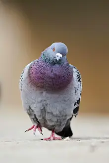 Columba: Feral pigeons (Columba livia domestica), Regensburg
