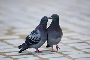 Columba: Feral pigeons (Columba livia domestica), Regensburg