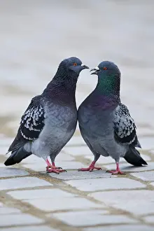 Columba: Feral pigeons (Columba livia domestica), Regensburg