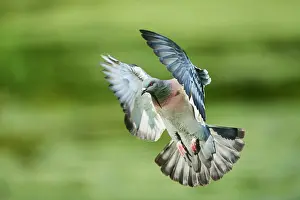 Columba: Feral pigeons (Columba livia domestica) or city
