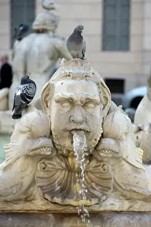 Fountains: Feral Pigeons - standing on fountains