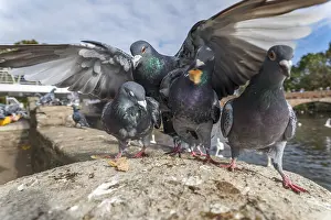 Warwickshire: Feral Pigeons - Warwickshire - UK
