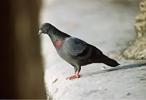 Pigeons: Feral / Town / Urban PIGEON