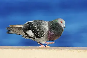 Livia: Feral / Urban / Town / Rock PIGEONS / Rock Dove