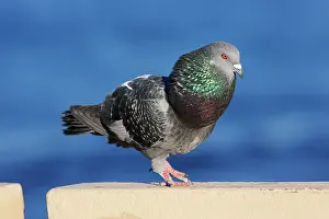 Livia: Feral / Urban / Town / Rock PIGEONS / Rock Dove