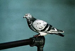 Ailsa Hopkin: Feral / Urban / Town / Rock PIGEONS / Rock Dove