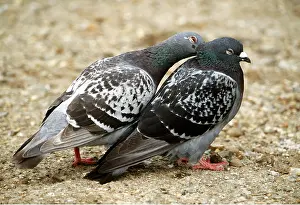 Pigeons: Feral / Urban / Town / Rock PIGEONS / Rock Dove