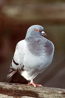 Balancing: Feral / Urban / Town / Rock PIGEONS / Rock Dove