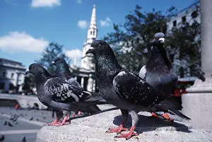 Towns: Feral / Urban / Town / Rock PIGEONS / Rock Dove