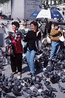 Pigeons: Feral / Urban / Town / Rock PIGEONS / Rock Dove