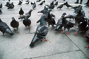Pigeons: Feral / Urban / Town / Rock PIGEONS / Rock Dove