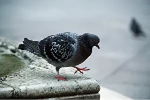 Pigeons: Feral / Urban / Town / Rock PIGEONS / Rock Dove - close-up