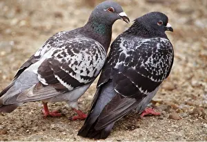 Pigeons: Feral / Urban / Town / Rock PIGEONS / Rock Dove - pair