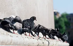 Roosting: Feral / Urban / Town / Rock PIGEONS / Rock Dove - x eight