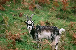 Ian Beames: FERAL / WILD GOAT - in bracken