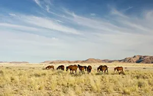 Rains: Feral / Wild Namib Desert Horse - Group on the