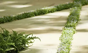Patio: Fern