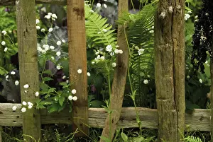 Unsophisticated: Fern