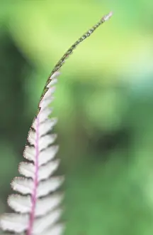Slim: Fern