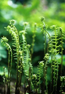 Comedy: Fern
