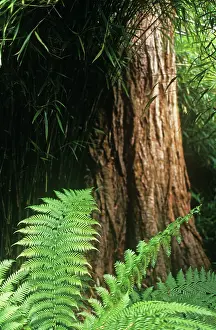 Proportion: Fern