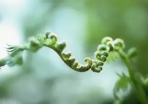 Meeting: Fern