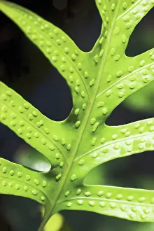 Spores: Fern