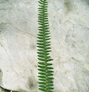 Ahead: Fern