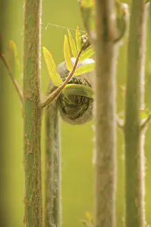 Enclosed: Fern