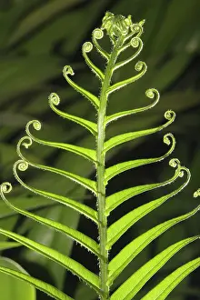 Laos: Fern