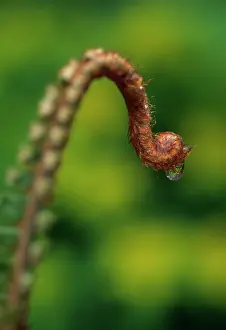 Moisture: Fern