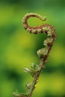Supple: Fern